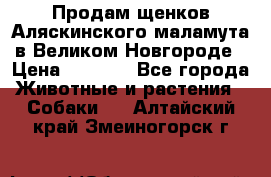 Продам щенков Аляскинского маламута в Великом Новгороде › Цена ­ 5 000 - Все города Животные и растения » Собаки   . Алтайский край,Змеиногорск г.